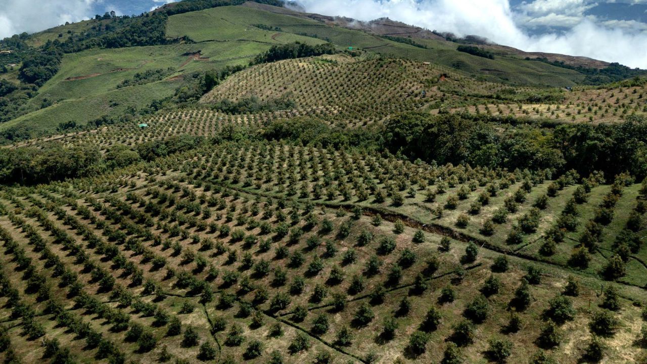 hectareas_aguacates.jpg