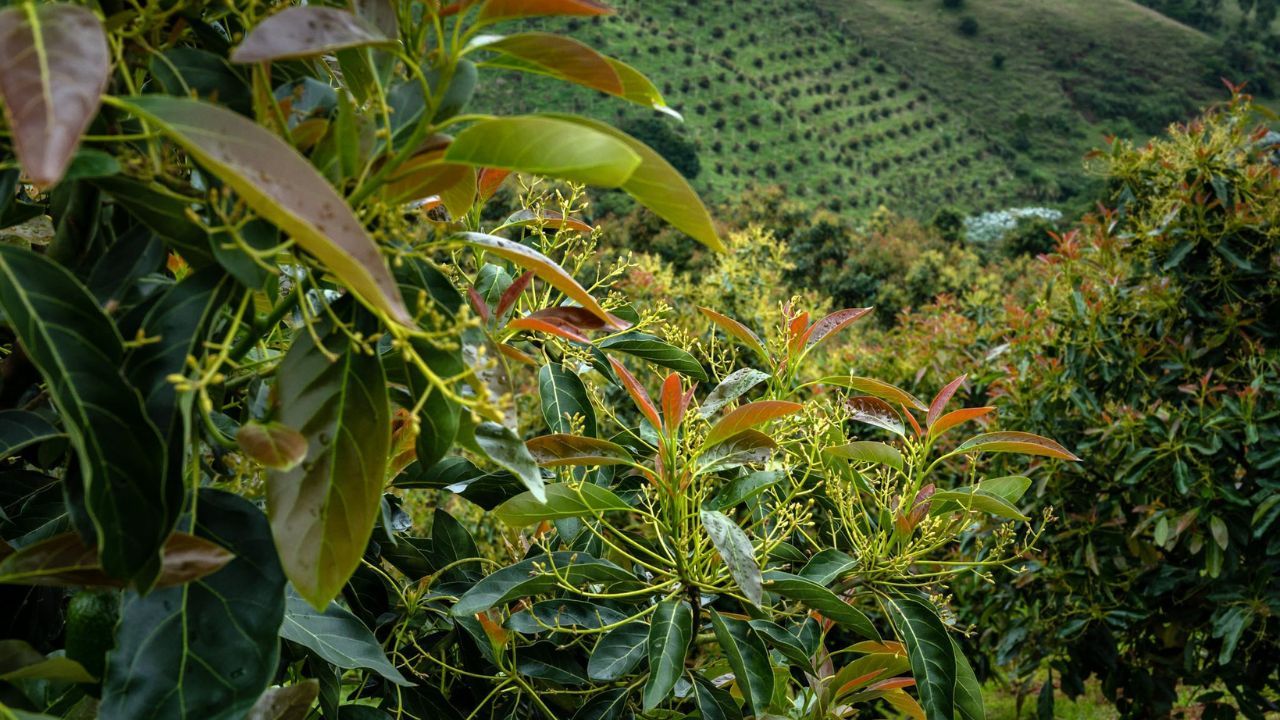 finca_colombiana.jpg
