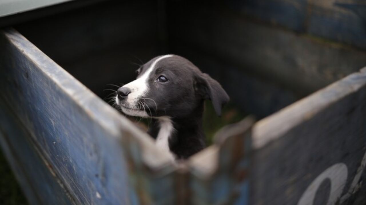 mascota_adoptado.jpg