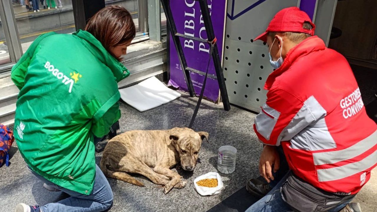 mascotas_abandonada.jpg
