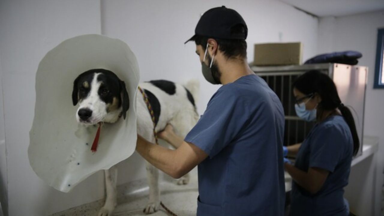 veterinario.jpg