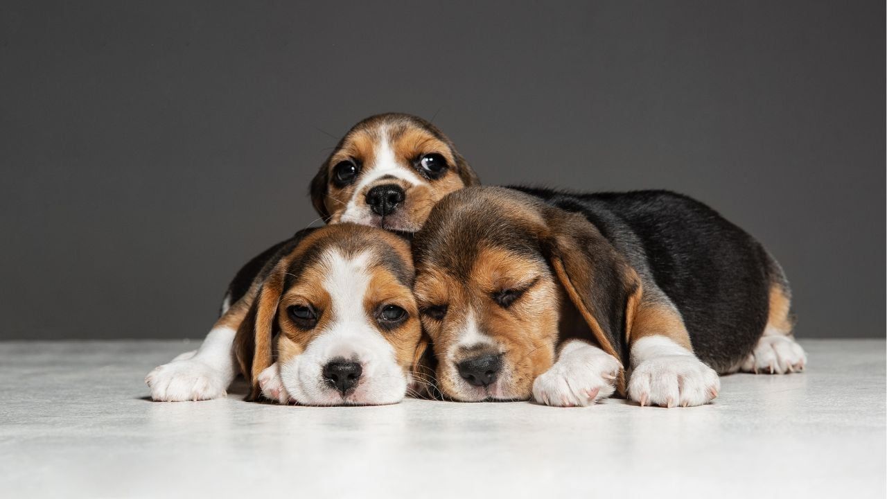 para_portadas_6.jpg
