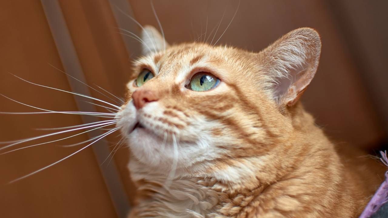 gato.jpg