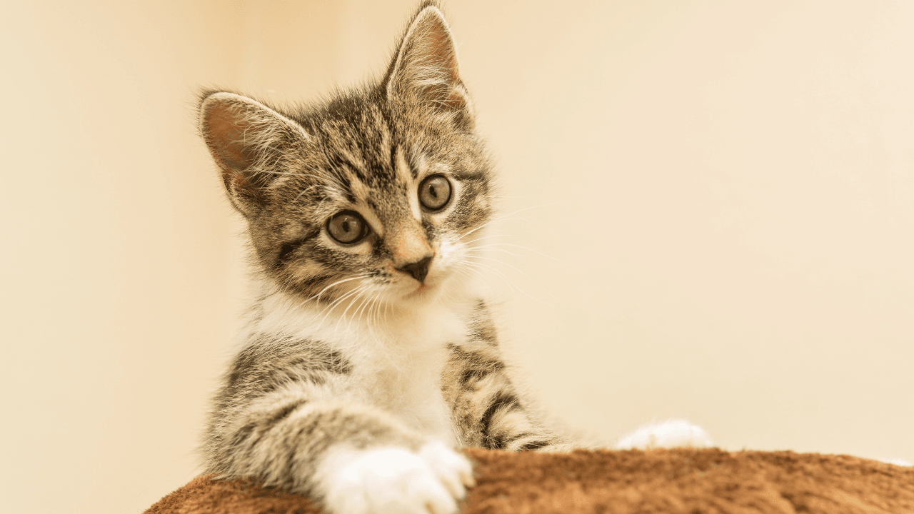 en_el_mundo_hay_700_millones_de_gatos_1.png