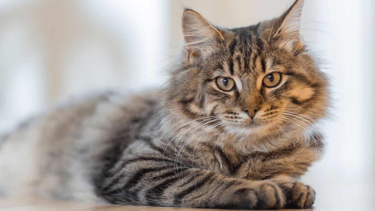 dia_internacional_del_gato.png