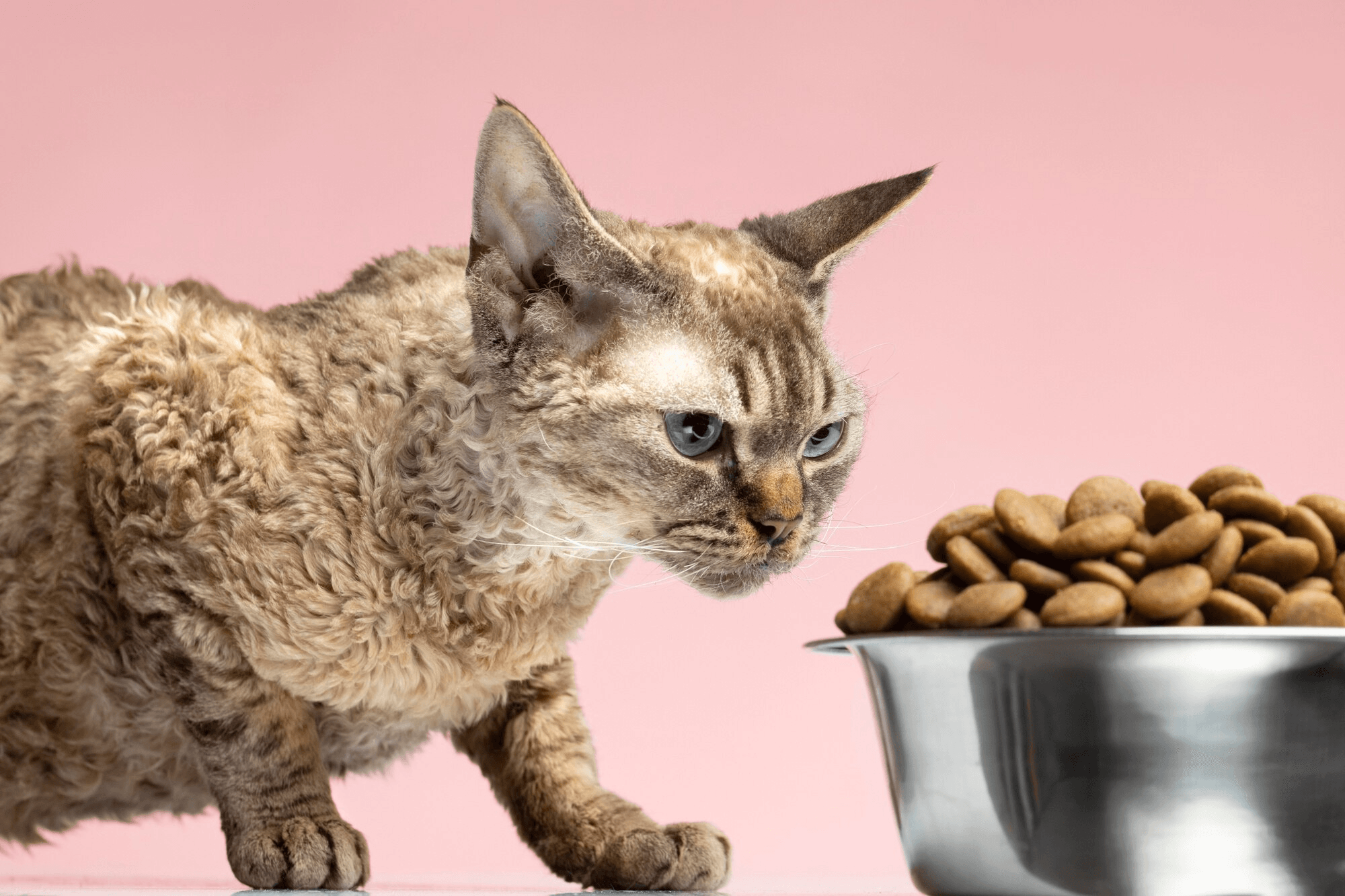 se_recomienda_que_las_mascotas_senior_asistan_a_una_valoracion_nutricional_de_acuerdo_a_sus_necesidades.jpg