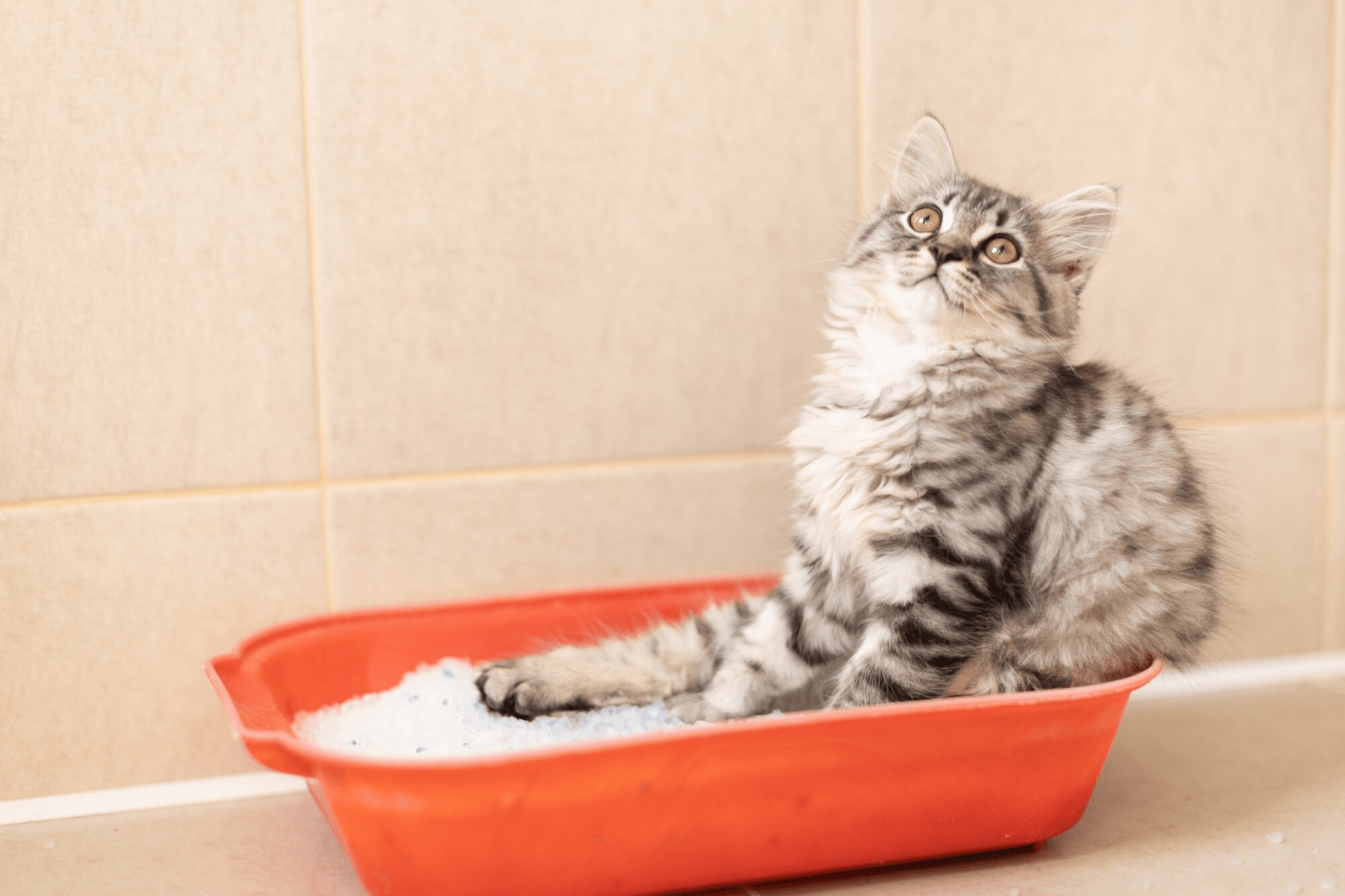 si_el_gato_no_suele_salir_al_exterior_una_frecuencia_de_lavado_mensual_es_suficiente_1.jpg