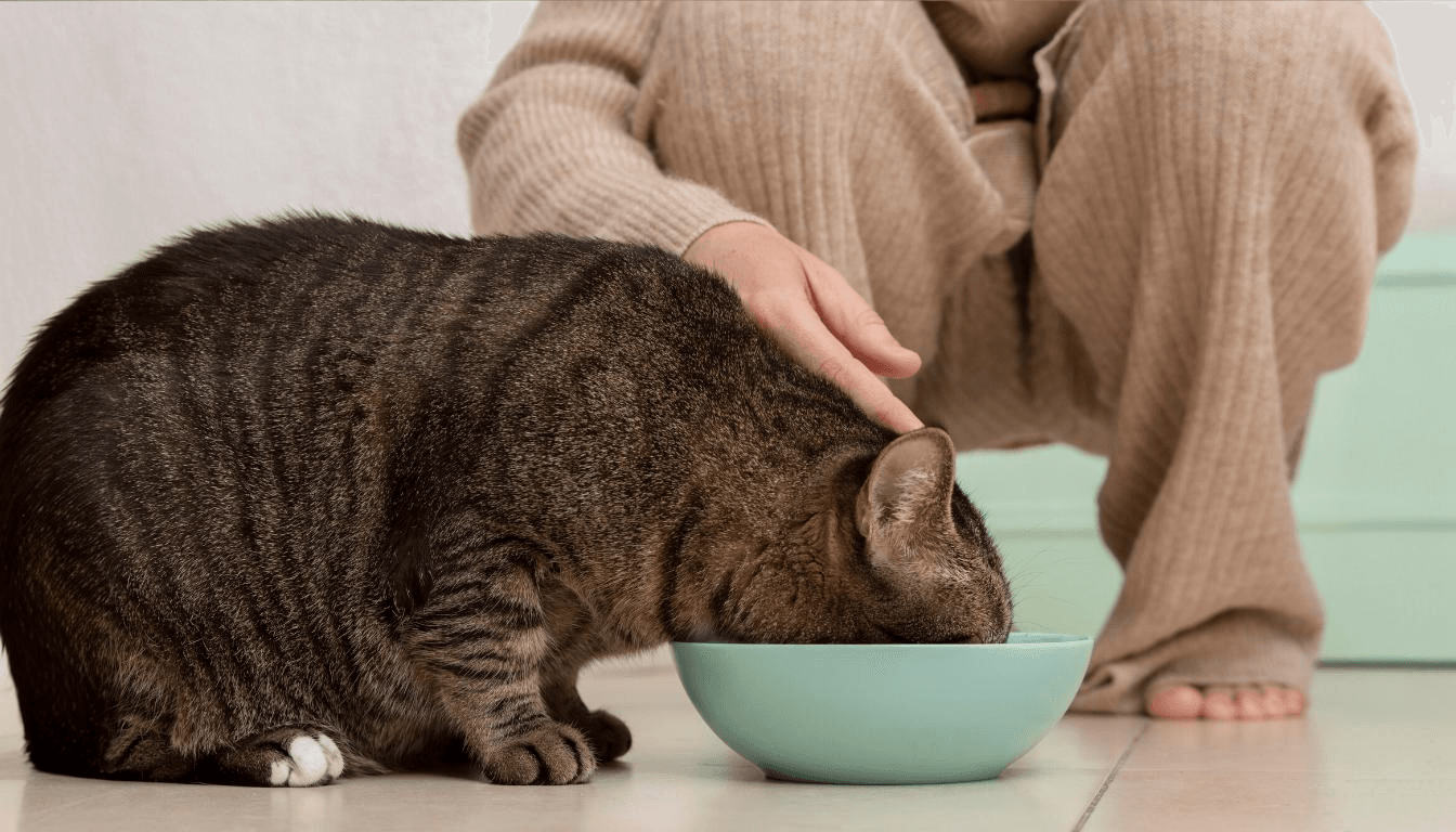 una_dieta_alta_en_omega_3_es_esencial_para_el_brillo_del_pelo_felino._2.jpg