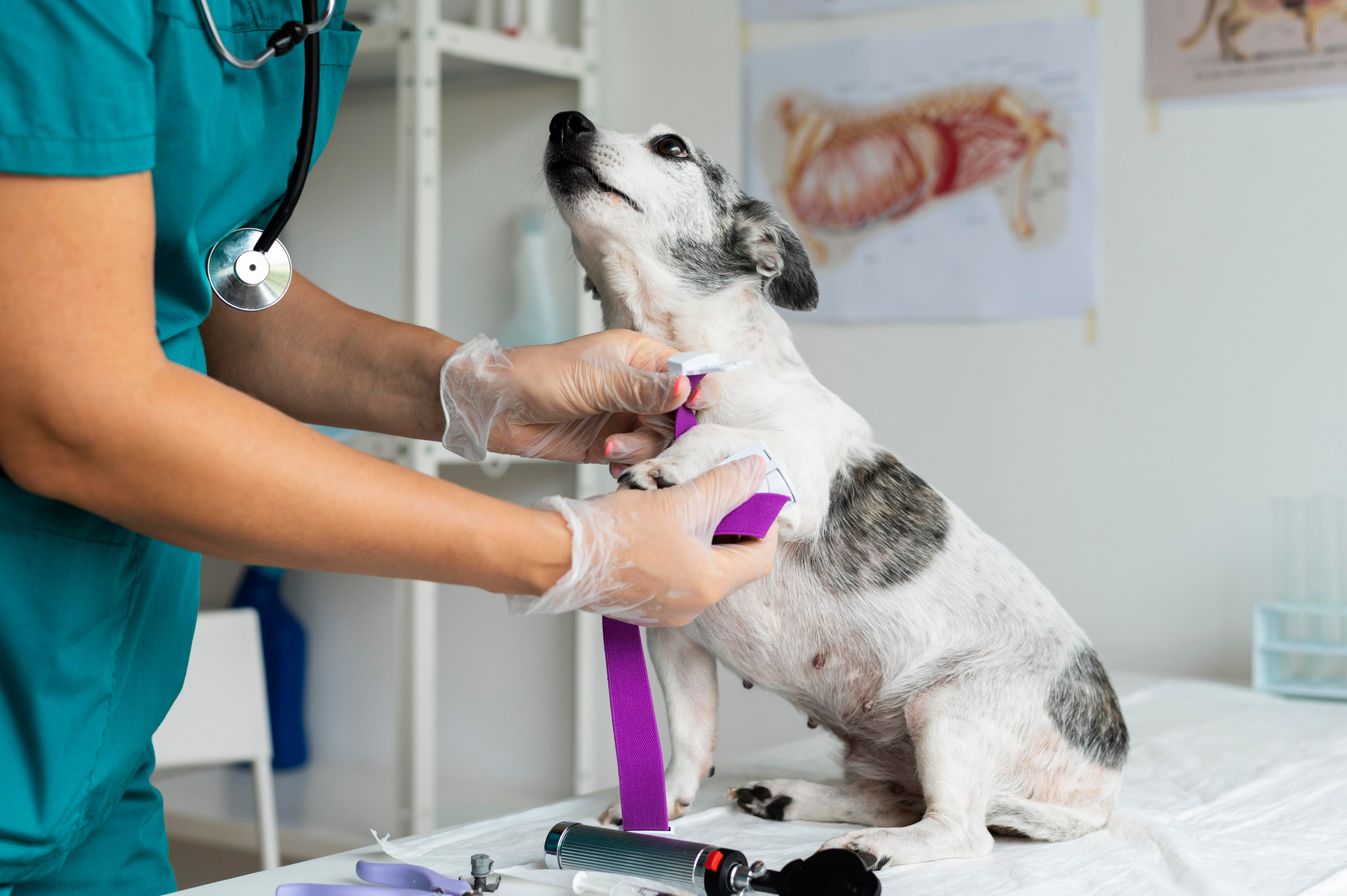 close-up-veterinarian-taking-care-dog.jpg