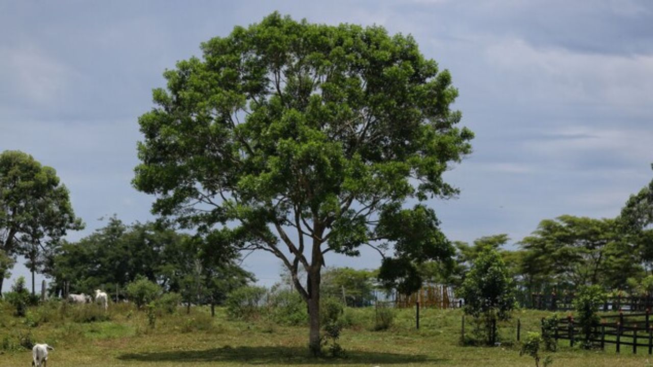 terreno_ofertado.jpg