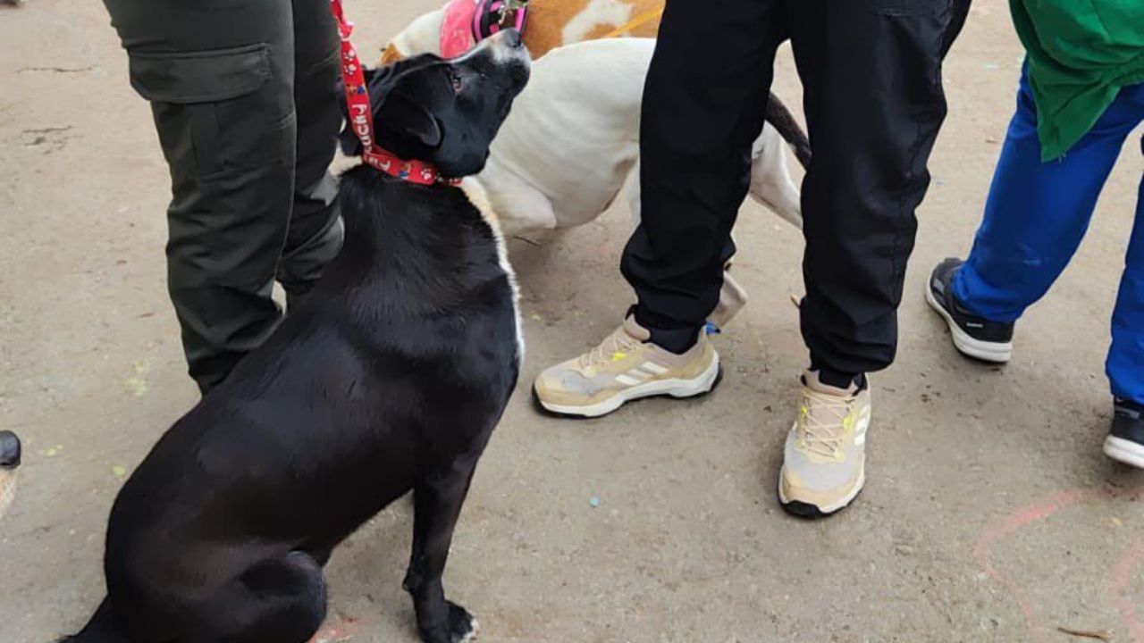 mascotas_refugio.jpg
