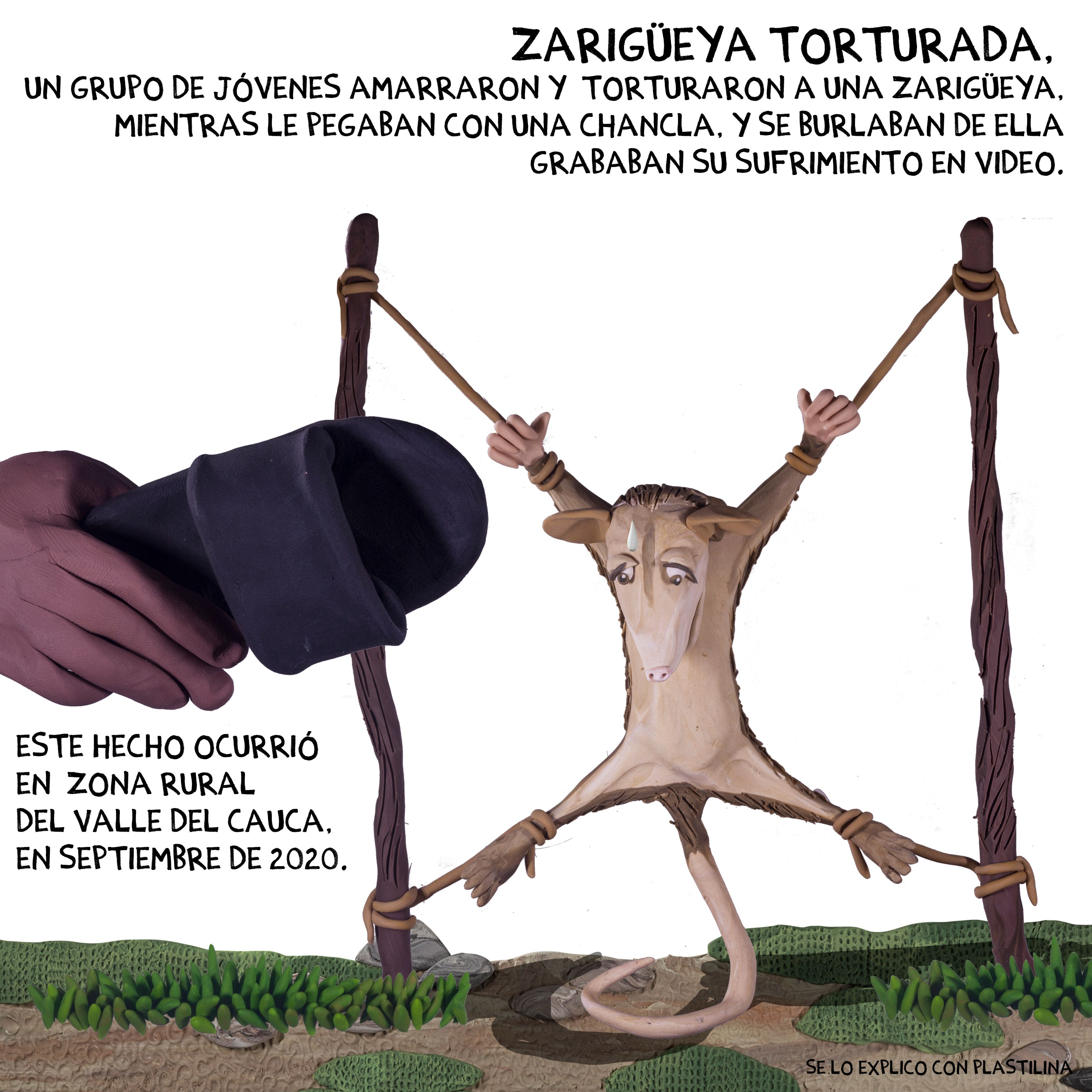 1_zarigueya_0.jpg