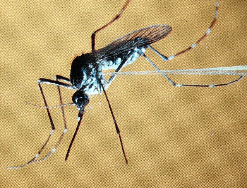 aedes_aegypti_fiebre_amarilla.jpg