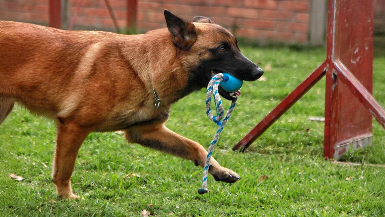 mascotas_2_0.jpg