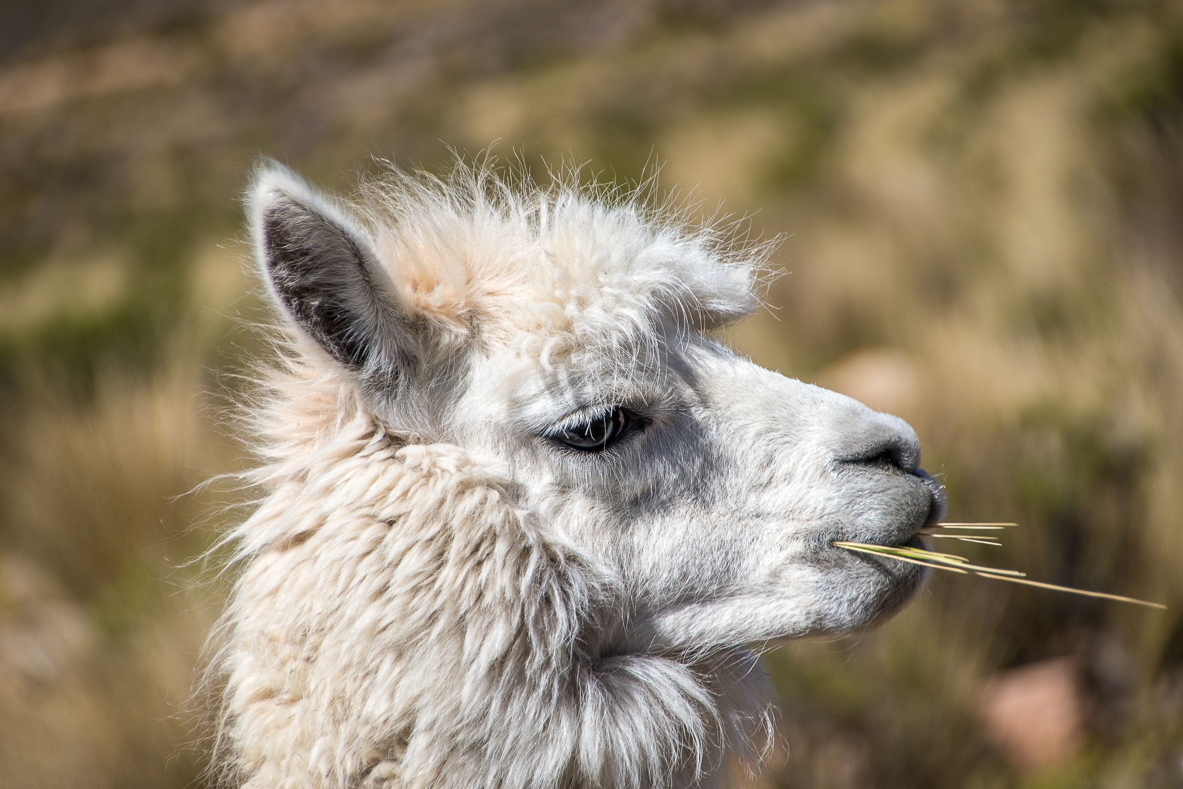 primer-disparo-de-una-llama-blanca-masticando.jpg