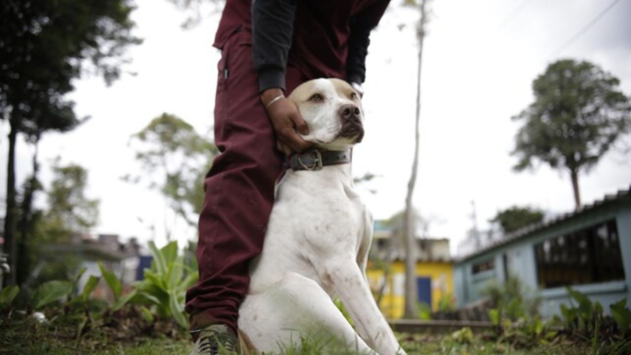 proteccion_animal_bogota.jpg