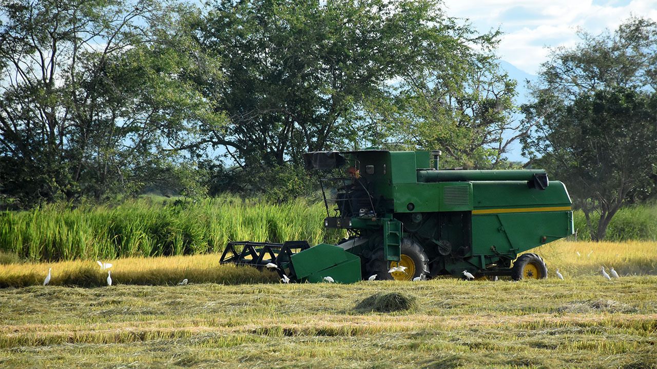 arroz_2_0.jpg