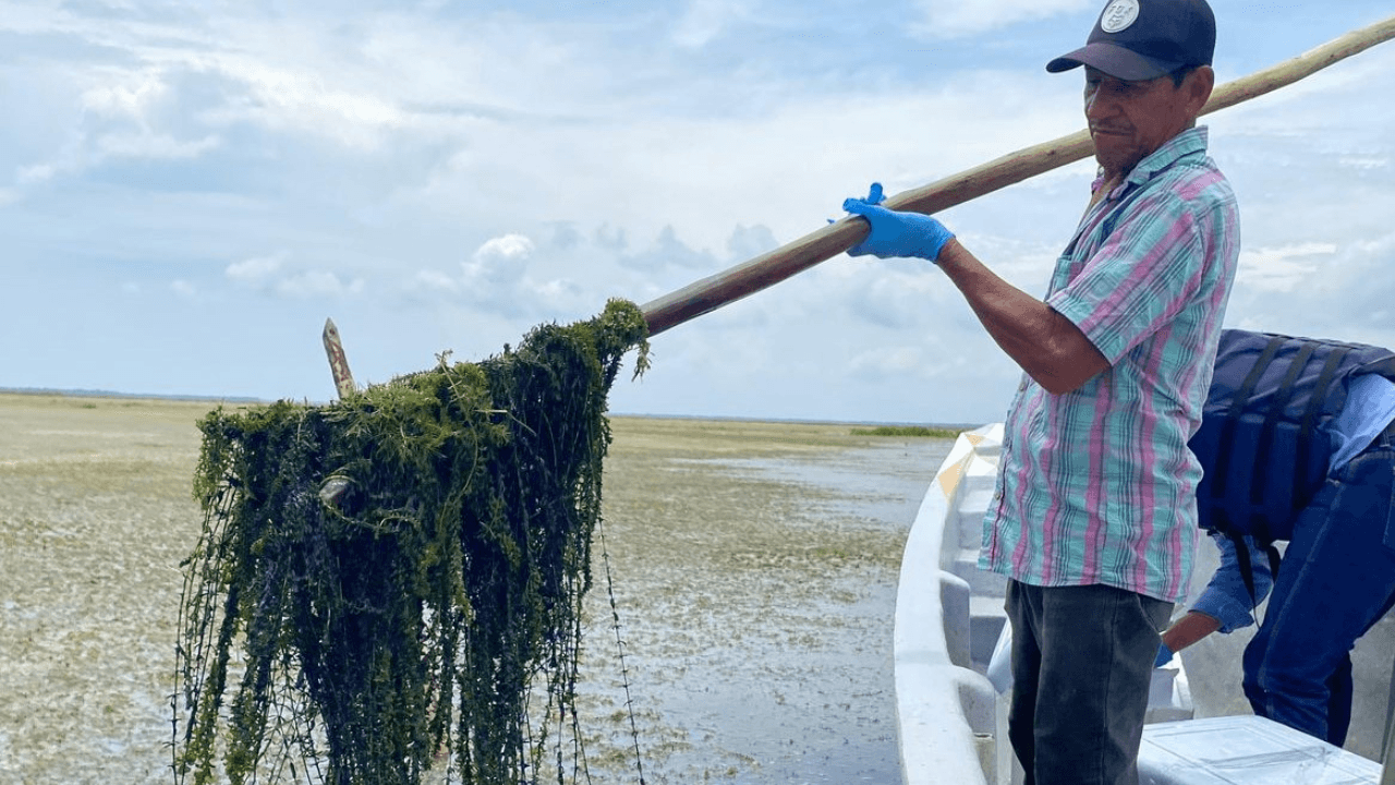 Ciénaga grande | Planta Invasora