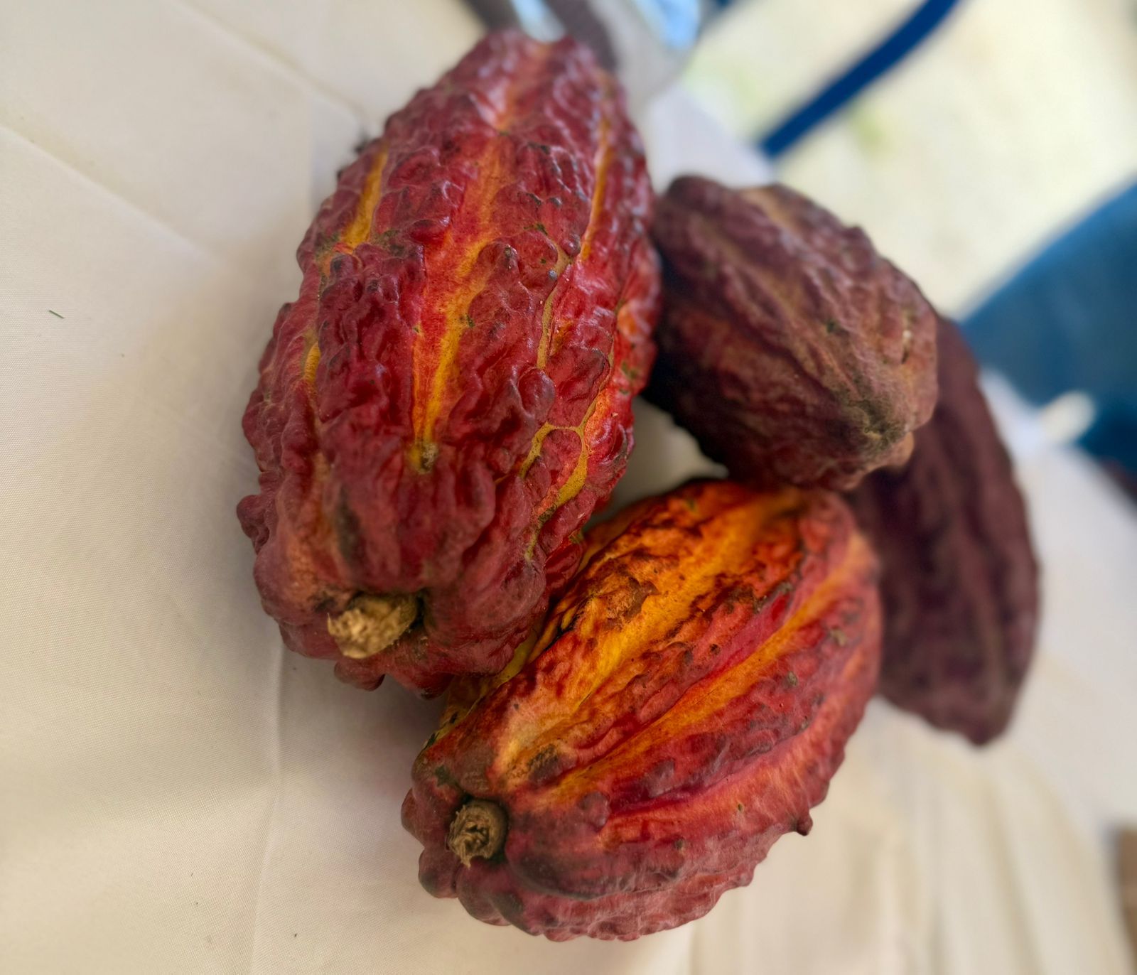 Cacao Gran Tierra Energy
