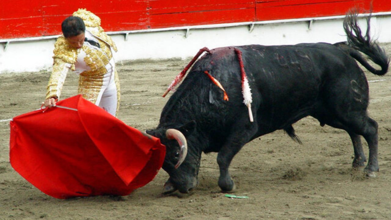 Toros en Colombia