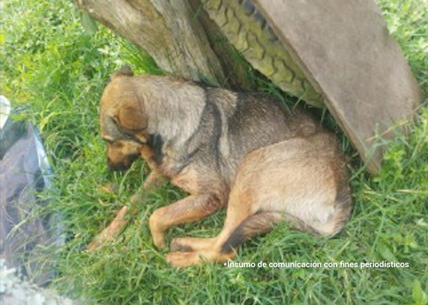 Maltrato animal 1