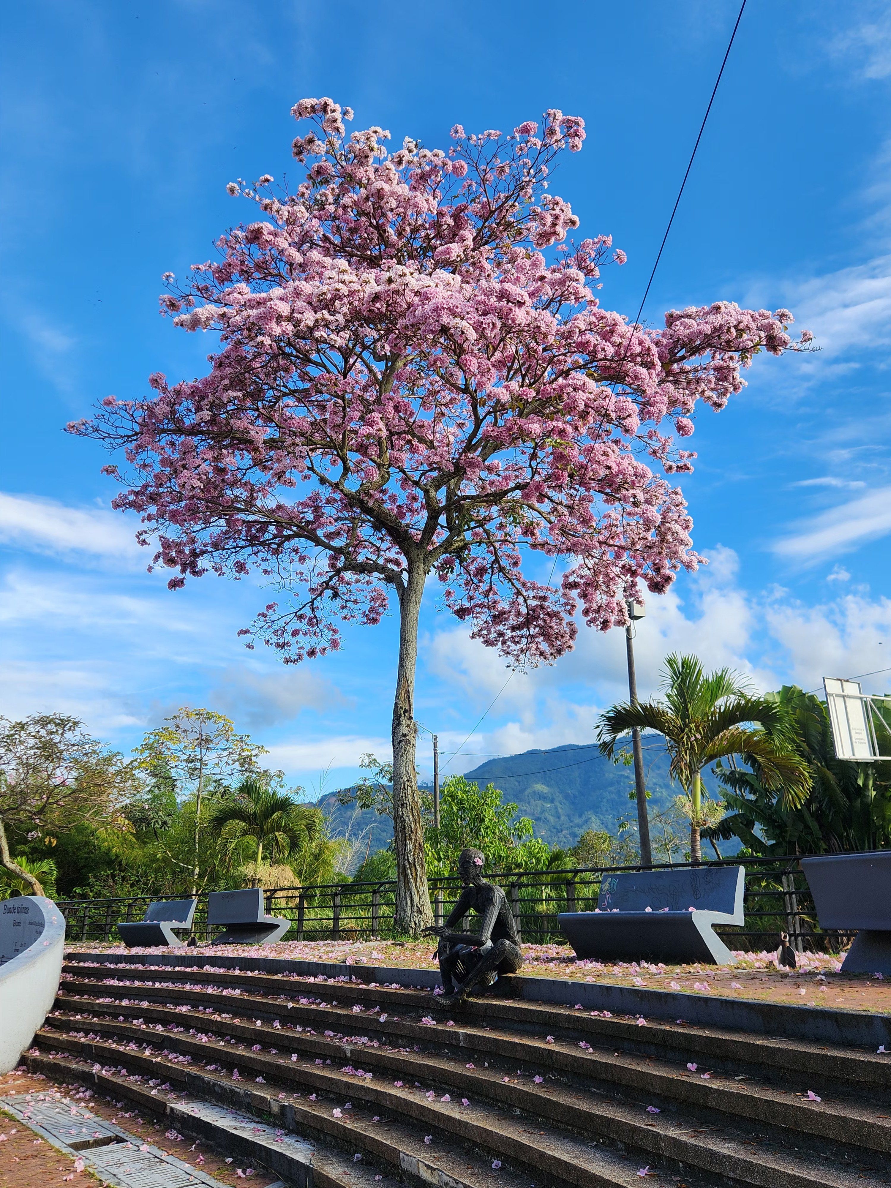 Ocobo