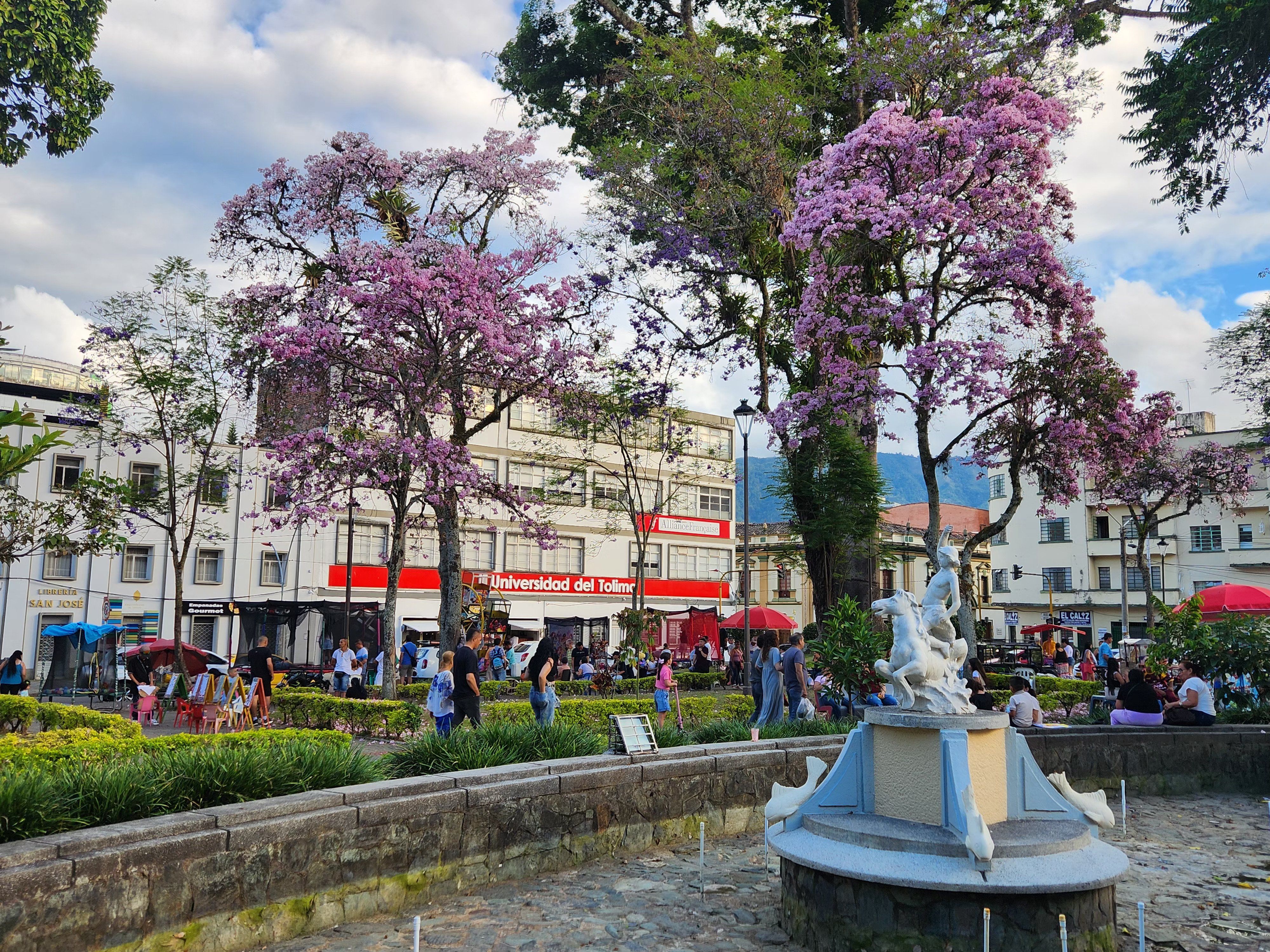 Ocobo en Plaza Bolívar