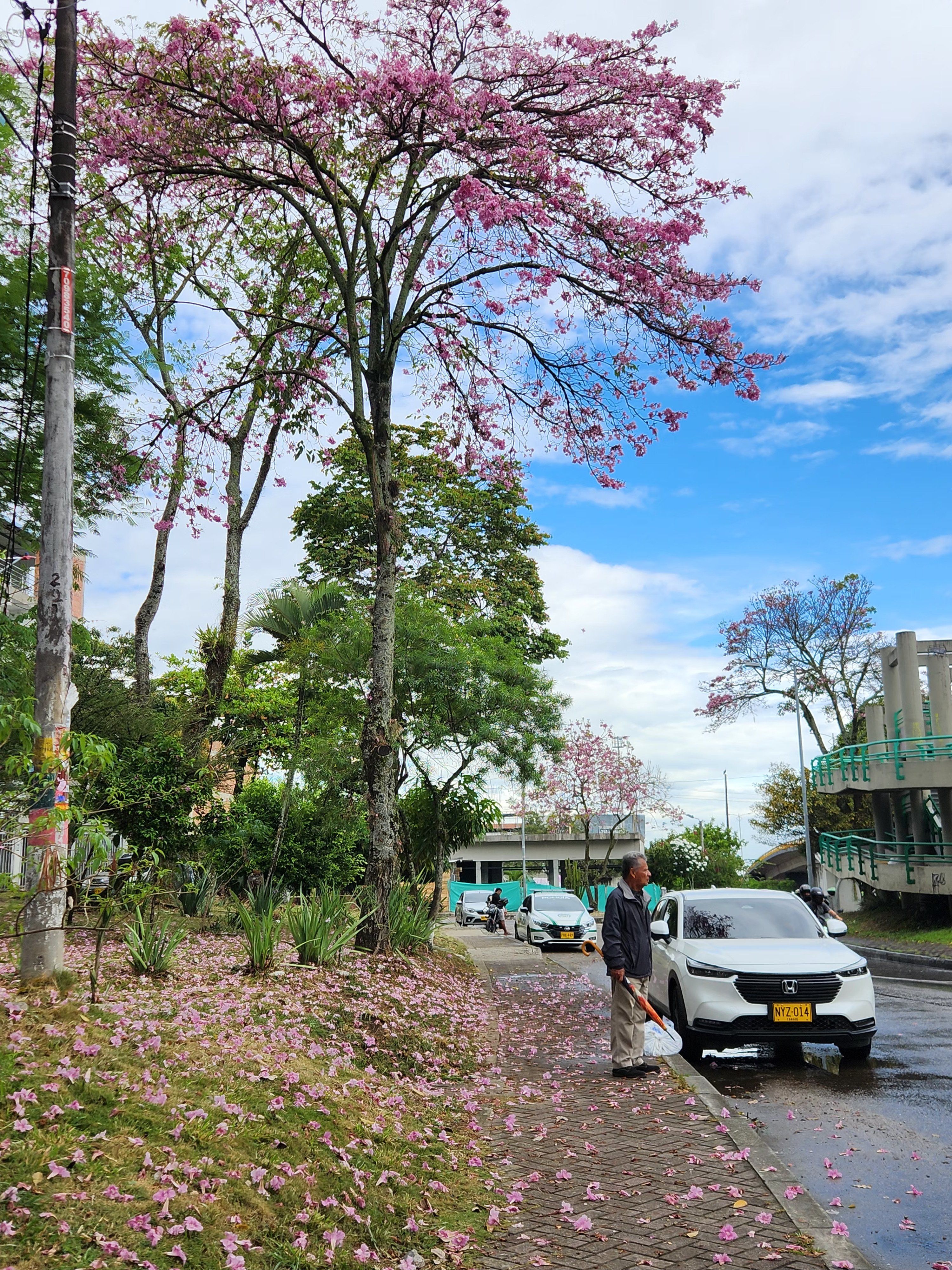 Ocobo Ibagué