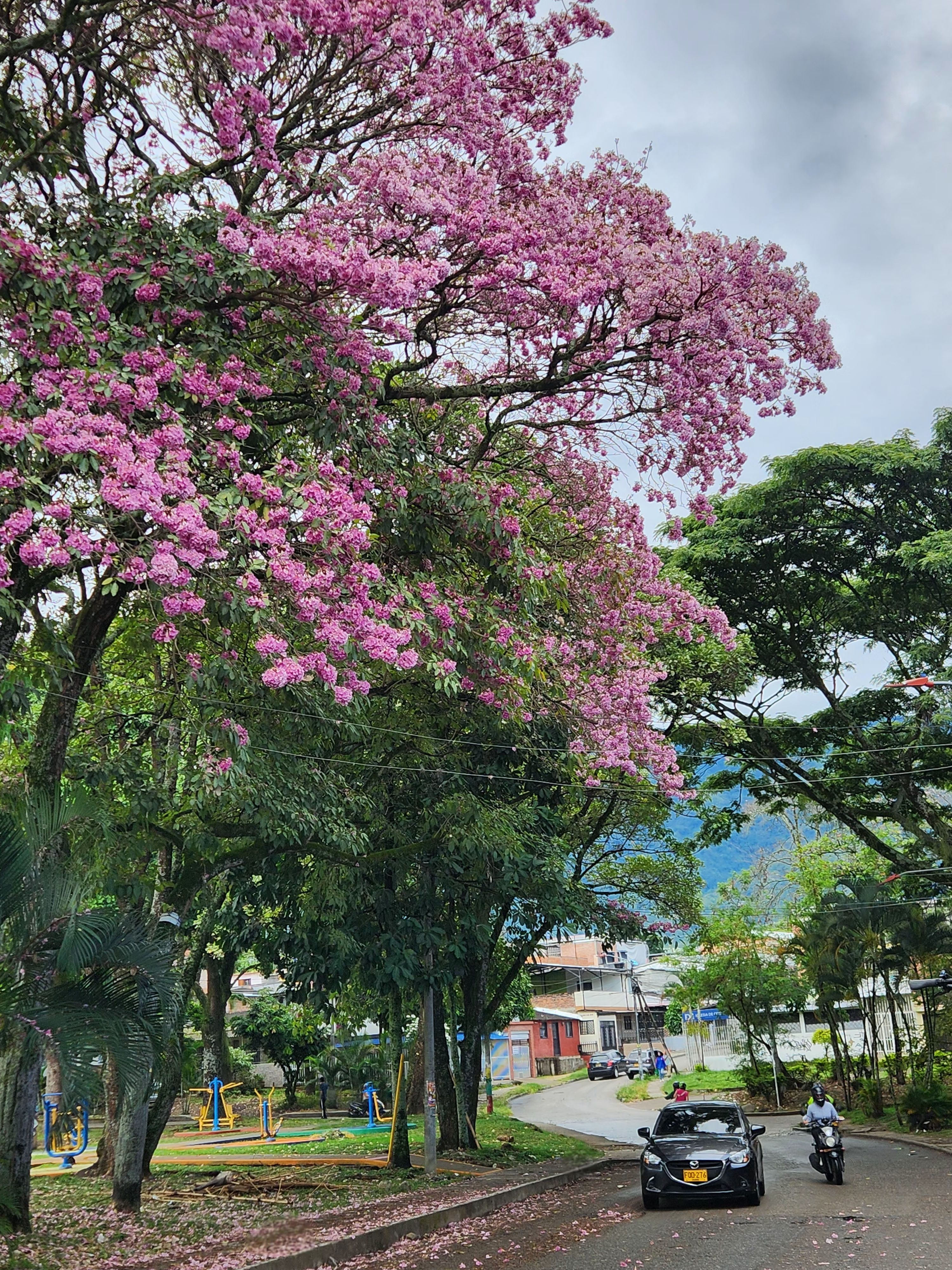 Ocobo en Ibagué
