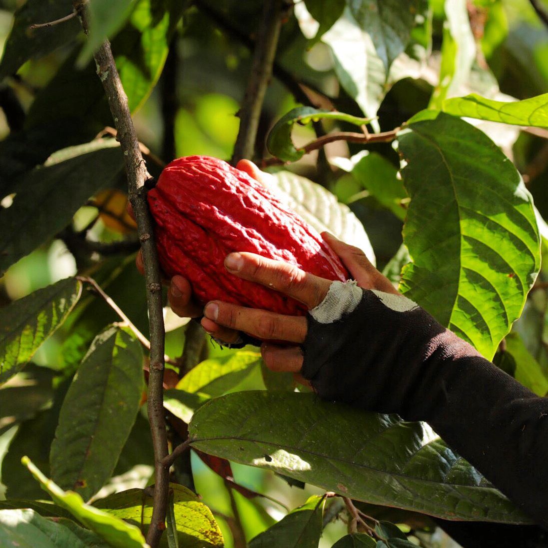 Cacao
