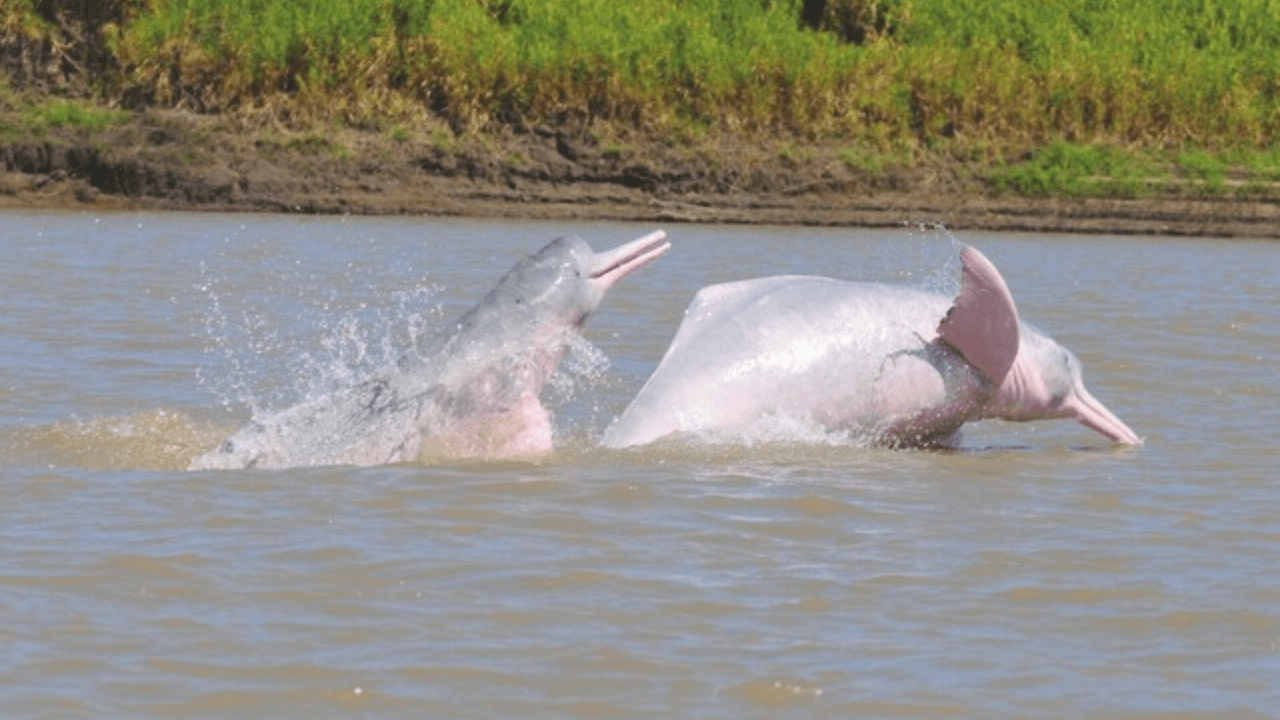 Delfines rosados Amazonas