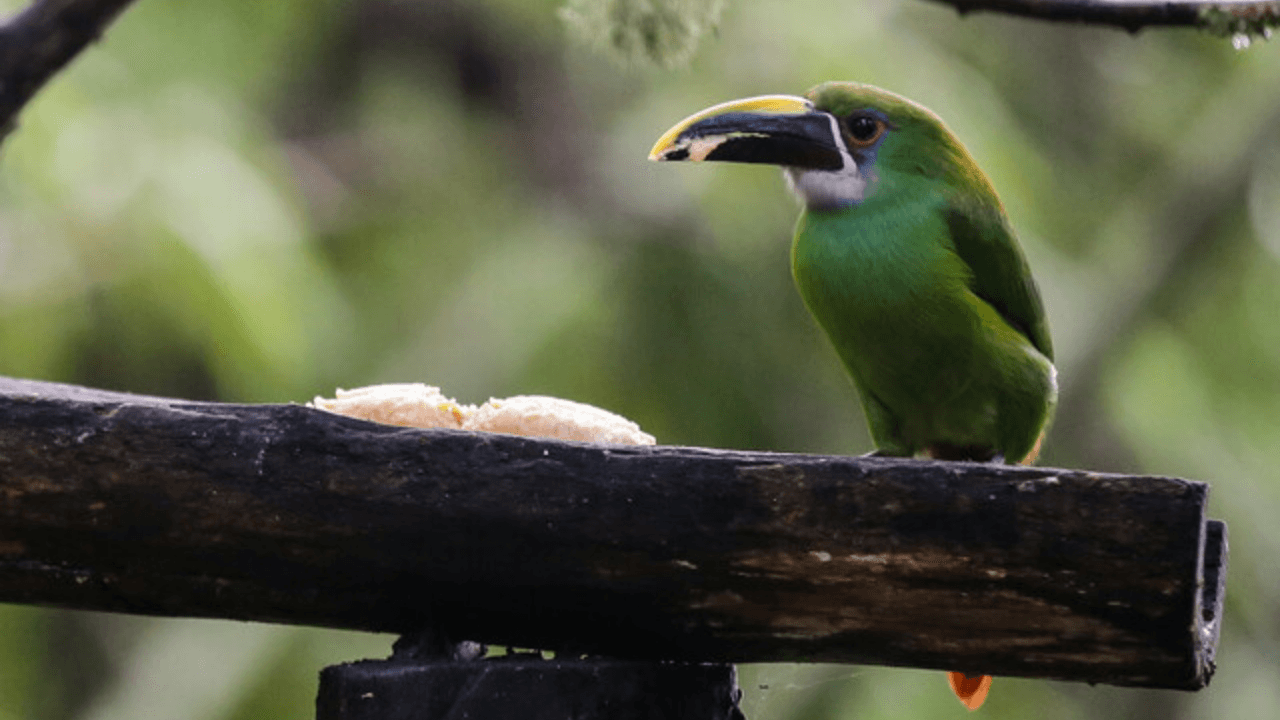 Tucán Amazonas2