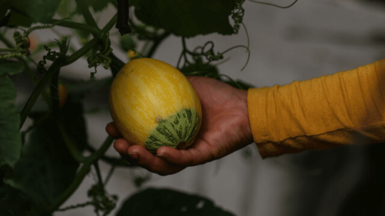 Alimentos 3