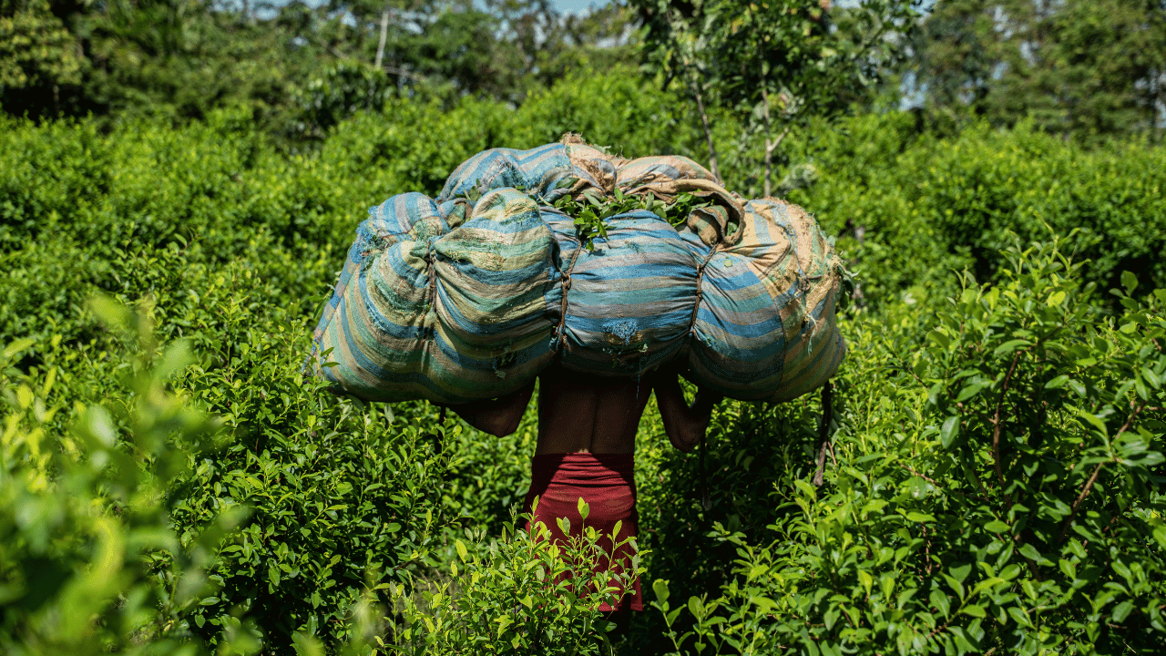 Cultivos de coca en Colombia foto