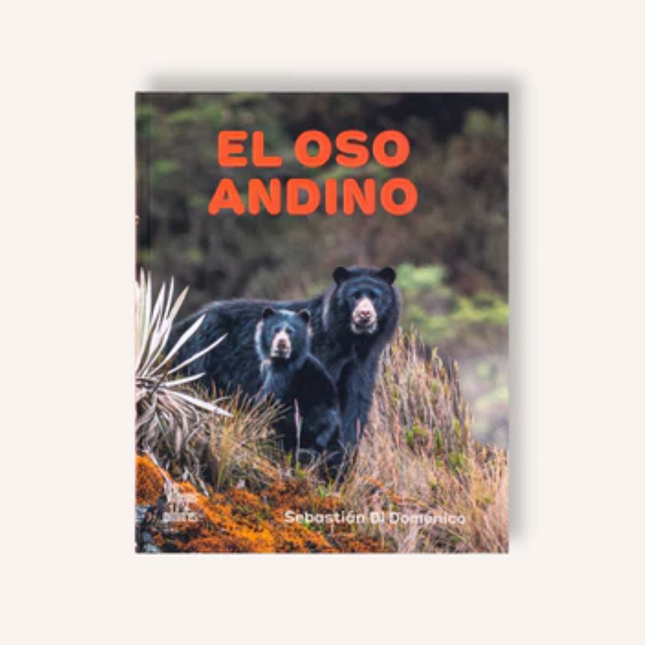 Oso de anteojosa Villegas