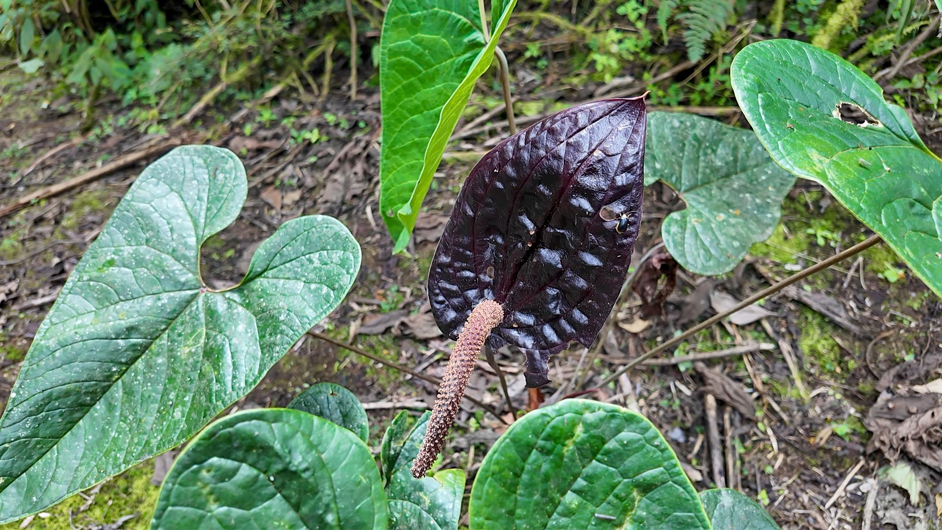 Anturio Negro Reserva Natural ILC