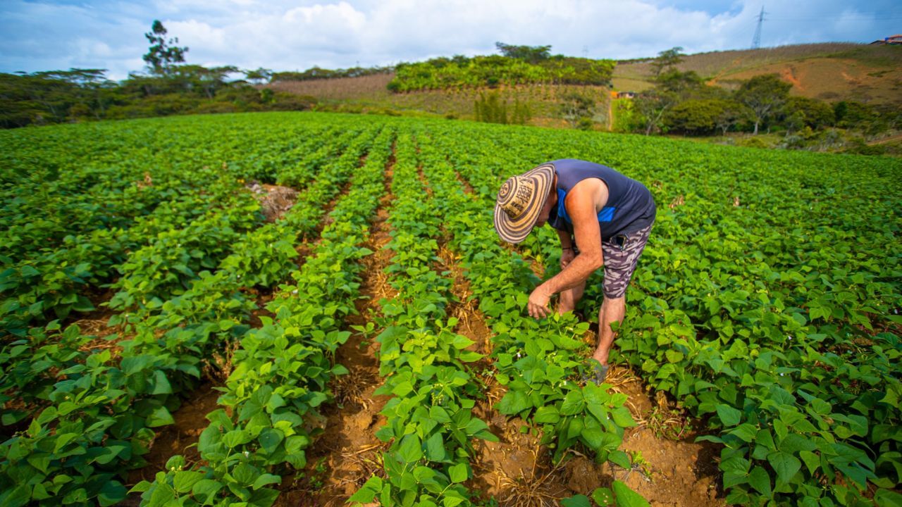 Cultivos Finagro
