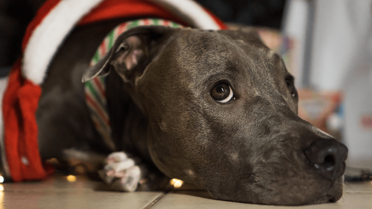 Perro navideño triste