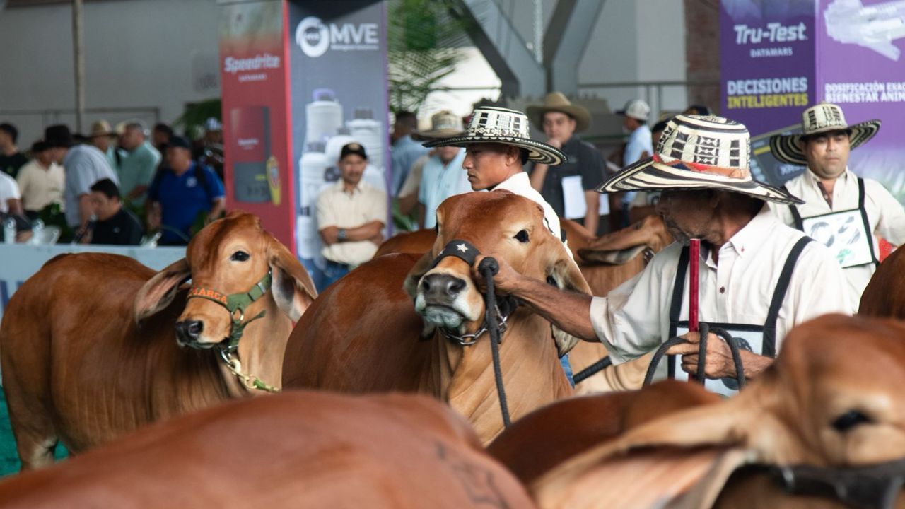 Expomalocas 2026 vacas