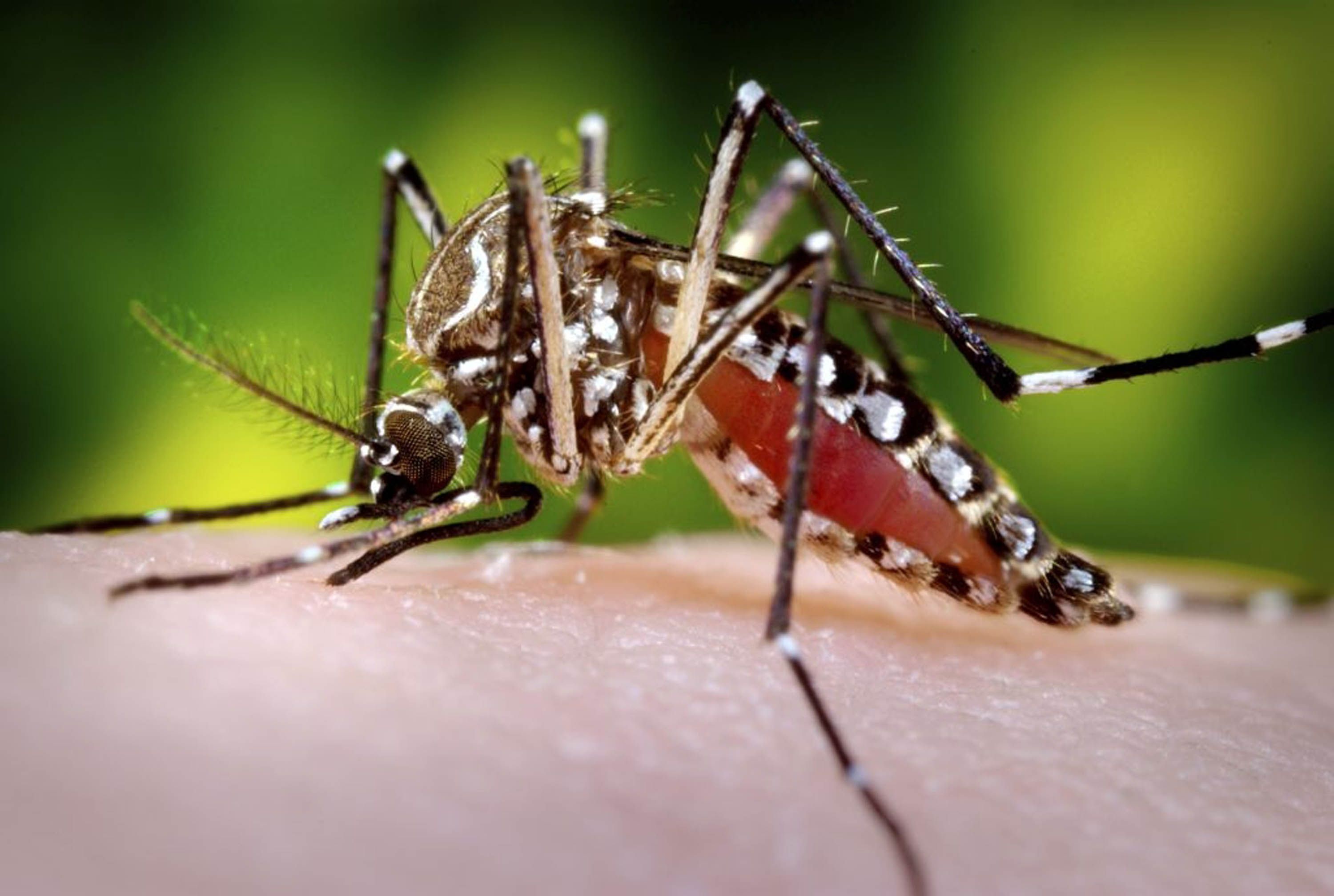 Mosquito transmisor del dengue