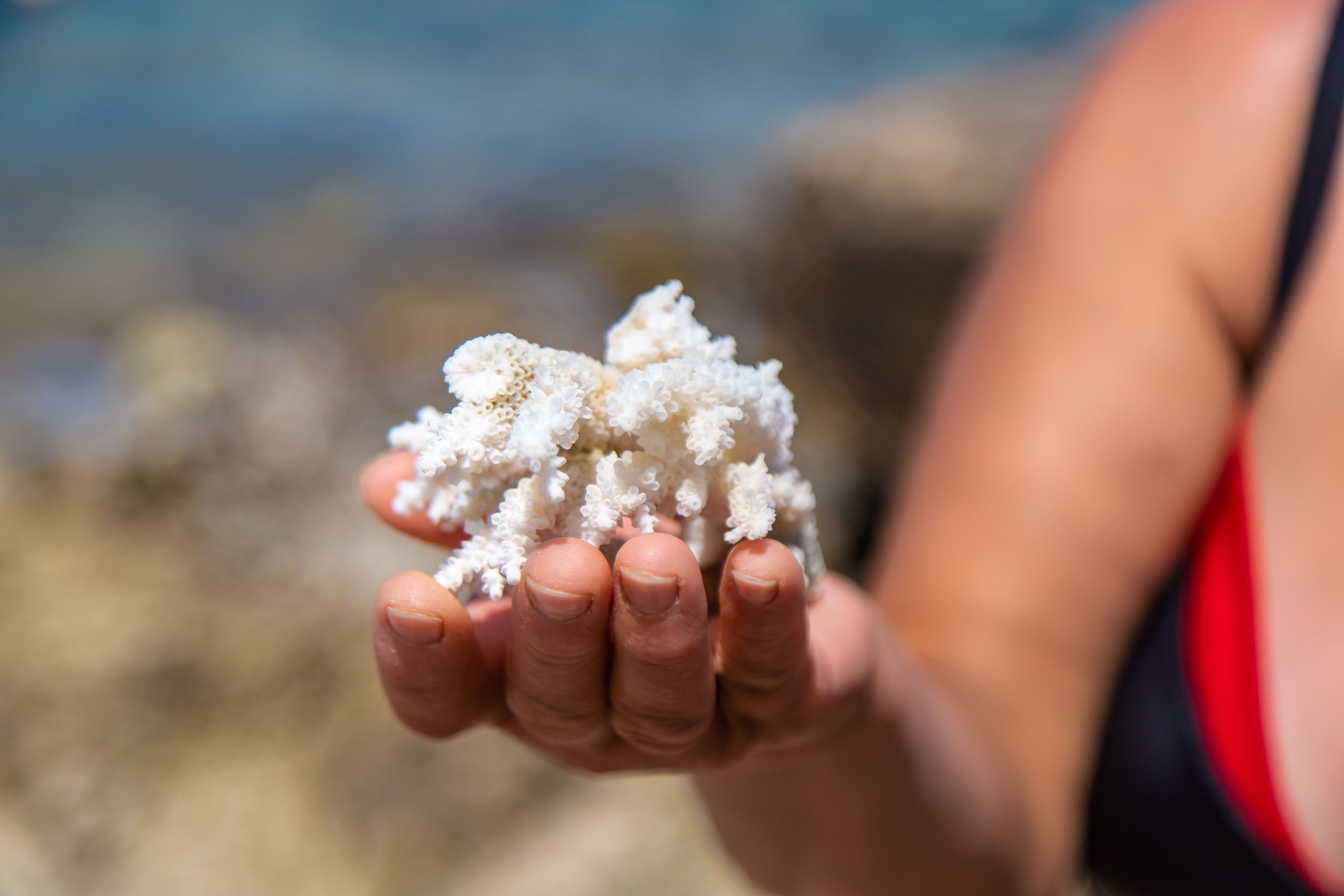 Fragmentos de coral dañados