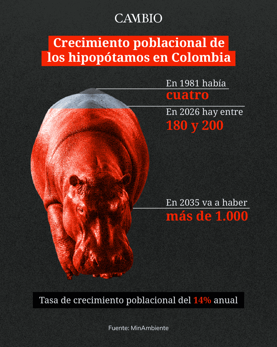 Foto ilustración Hipopótamos