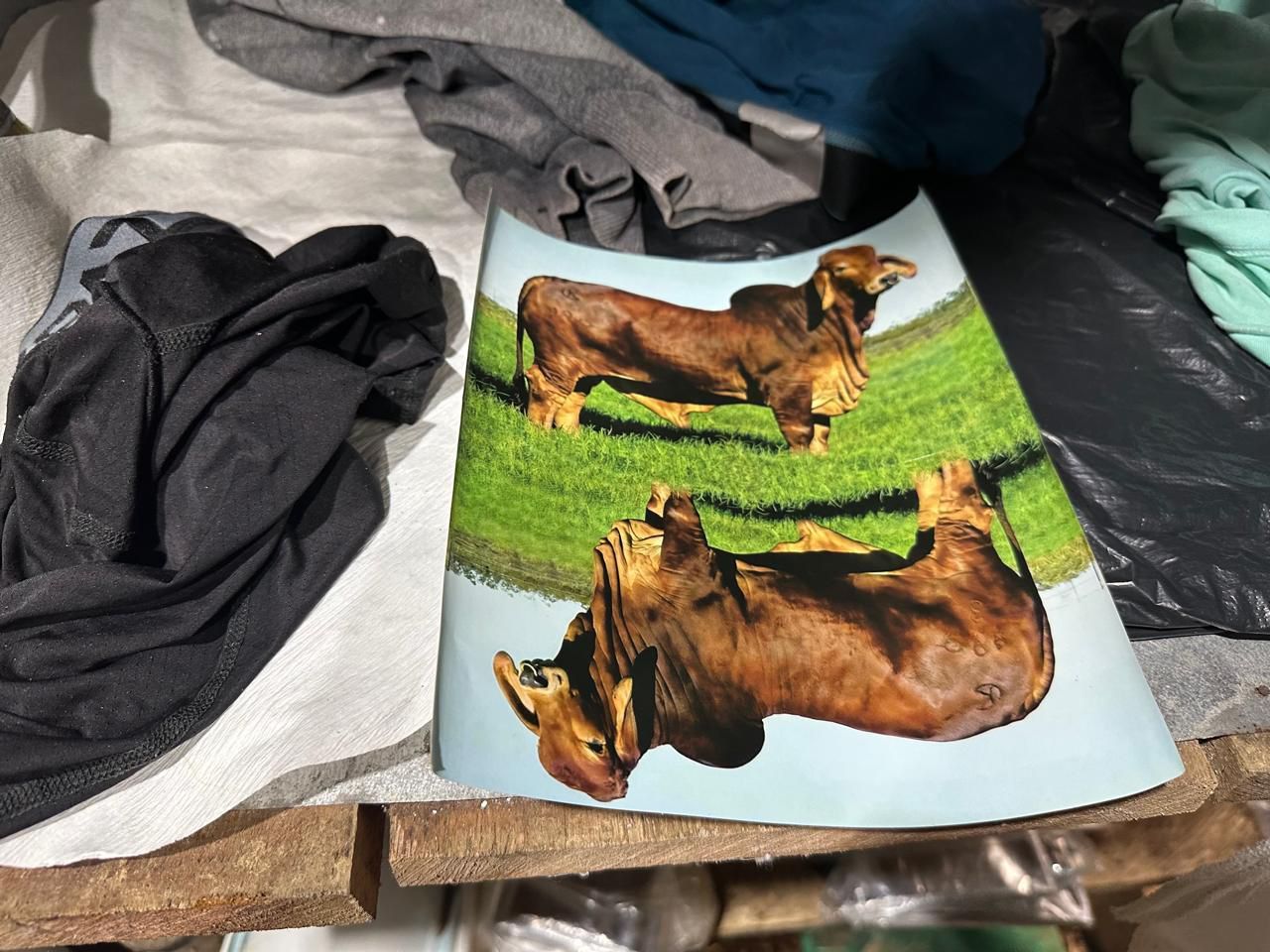 ganado droga