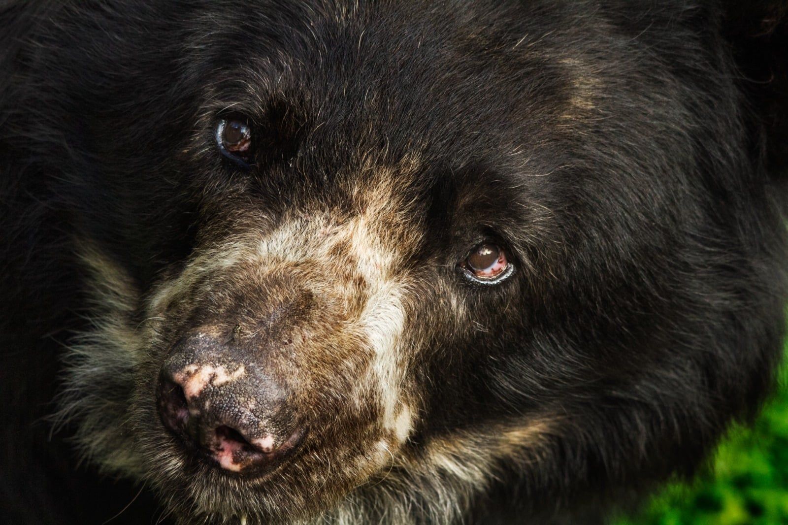 Imagen de un oso andino captada por el programa Conservemos la Vida. Foto Cortesía.