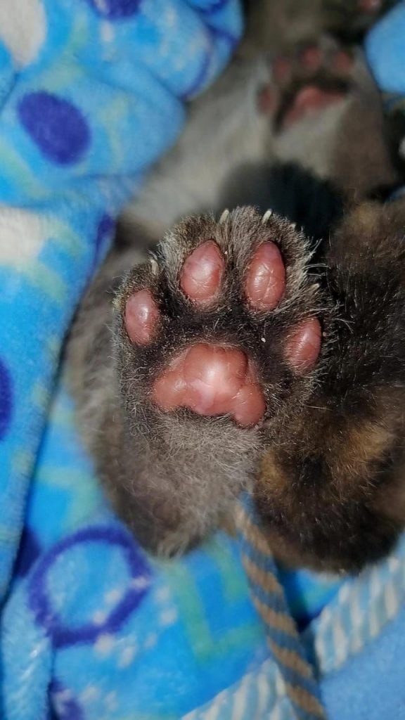 Patita del puma