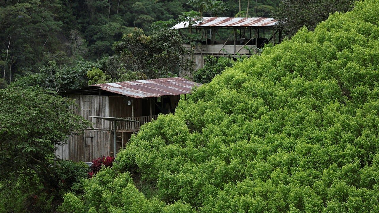 Cultivos de coca en El Plateado, Cauca.