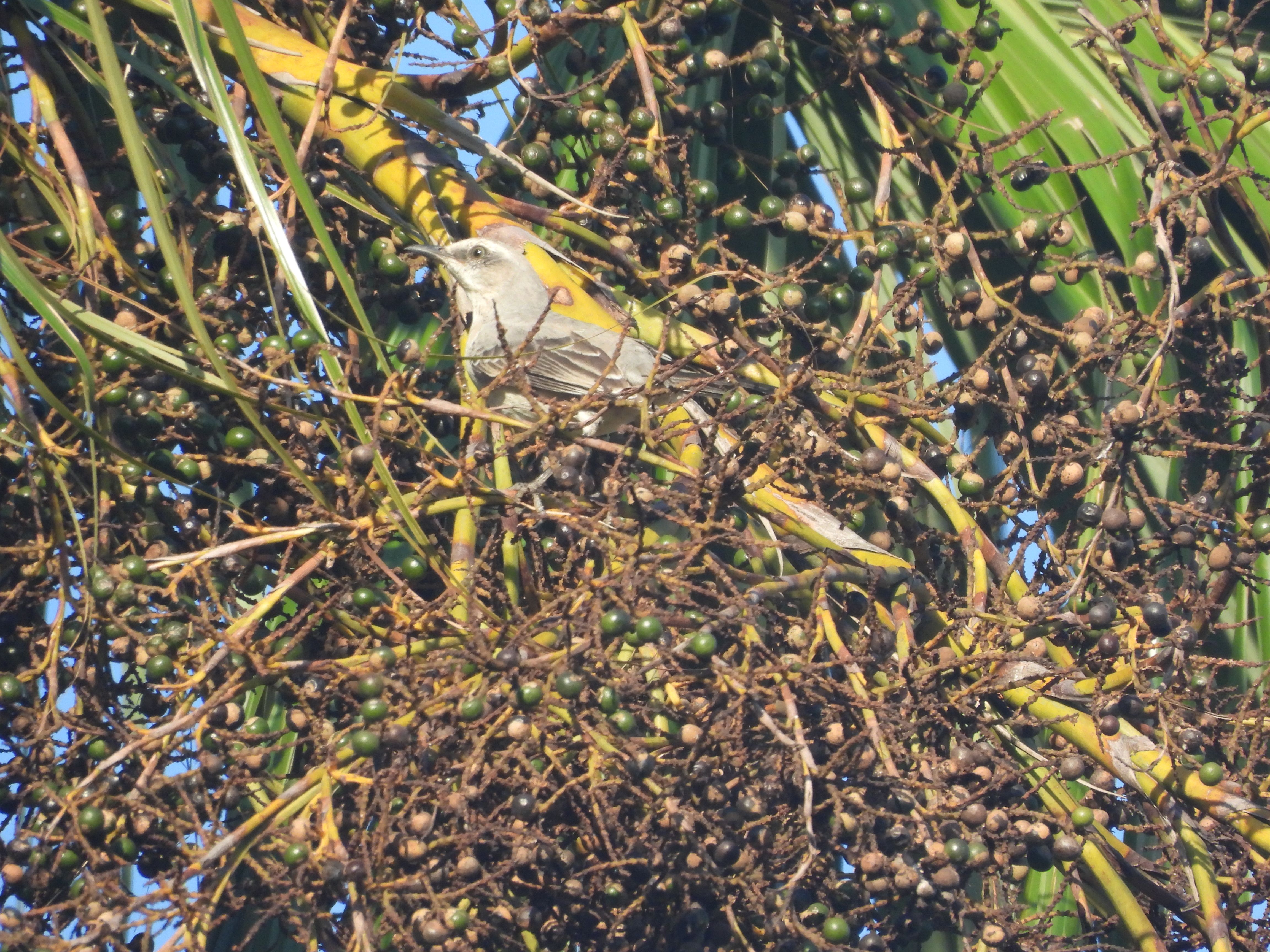 Aves en la Sierra Nevada de Santa Marta