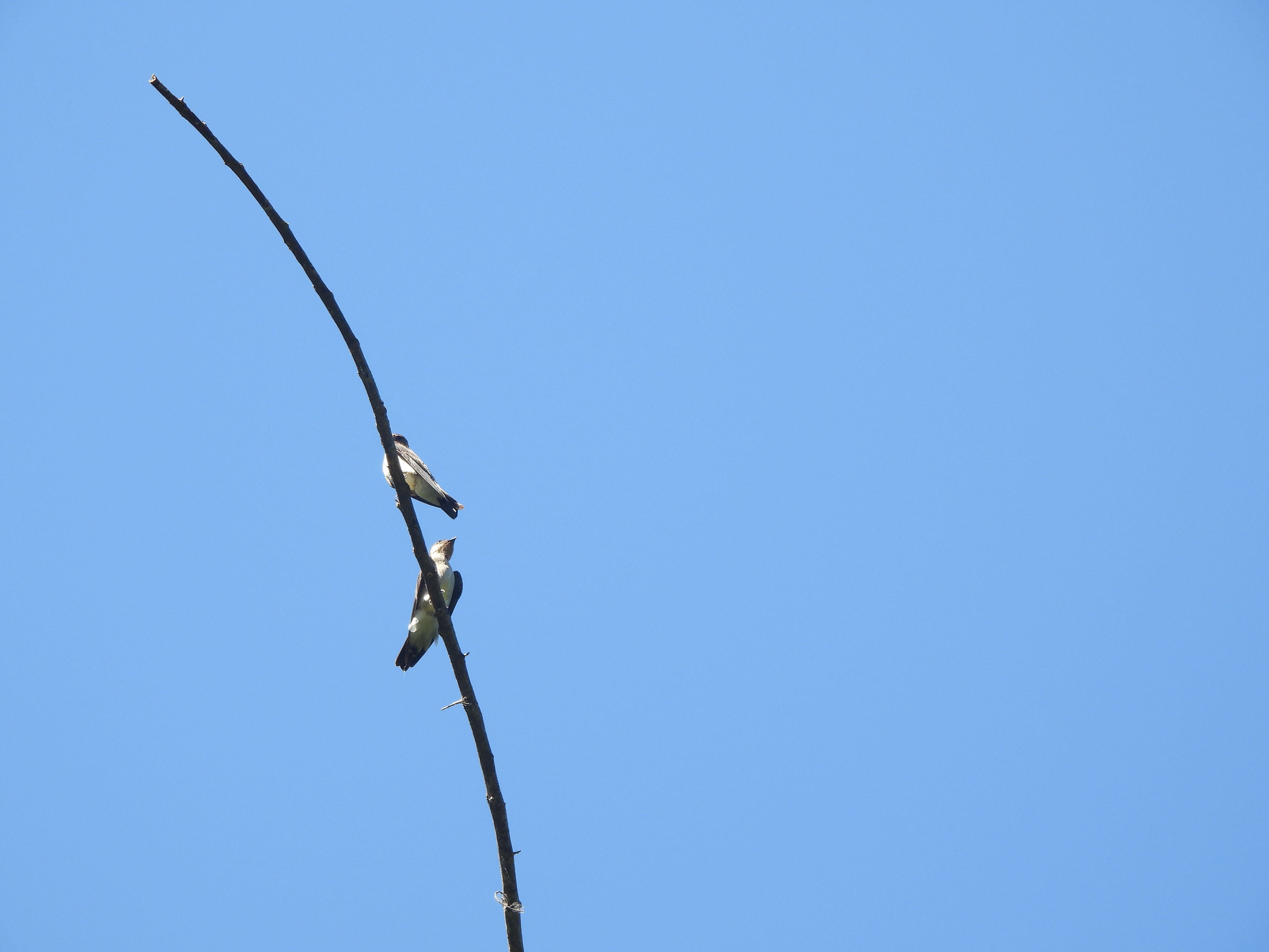 Aves en Mendihuaca