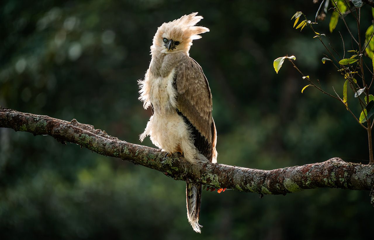 La pichona de águila arpía que protagoniza Familias Salvajes.
