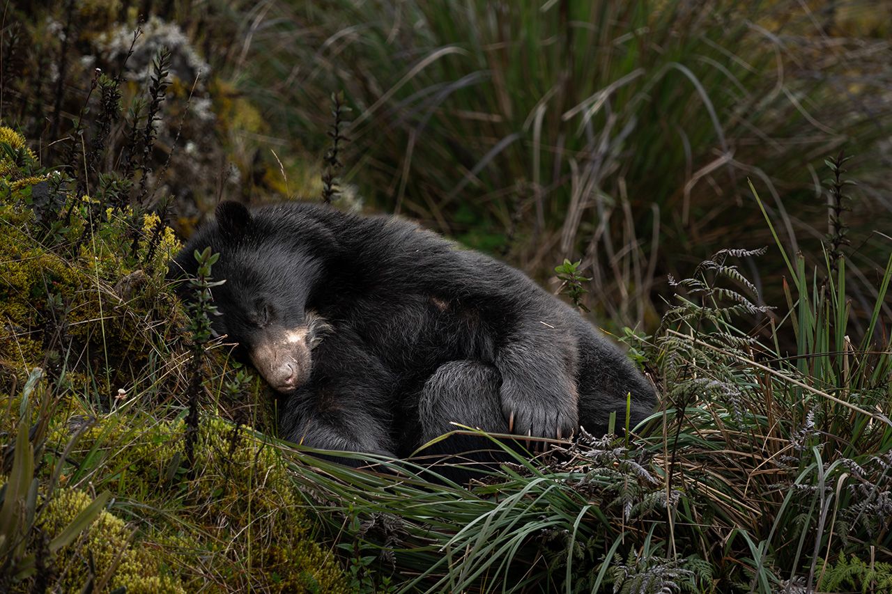 Oso andino en el páramo de Chingaza
